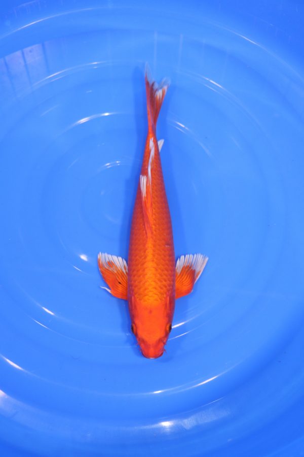 carpe koi japonaise oranji ogon voile
