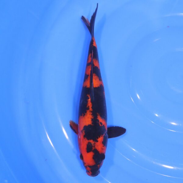 Carpe Koi japonaise Hi Utsuri 32cm