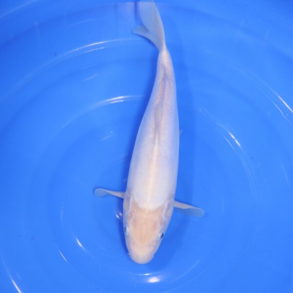 Carpe Koi japonaise Shiro Muji Doitsu 34cm
