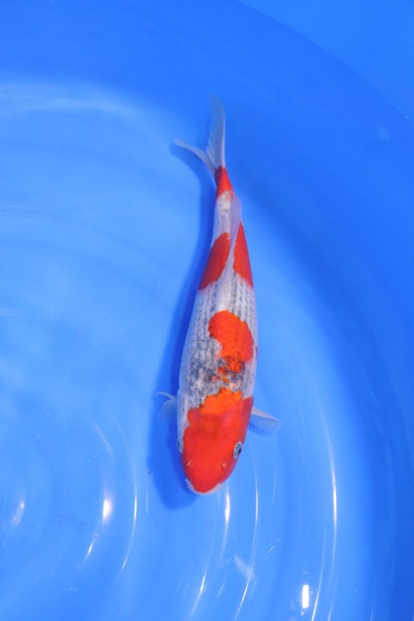 carpe koi Japonaise goshiki