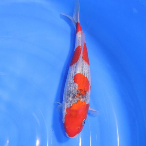 Carpe Koi japonaise Goshiki 30cm