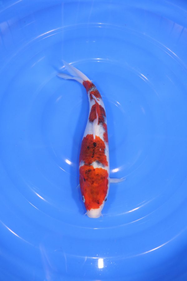 carpe koi japonaise goromo