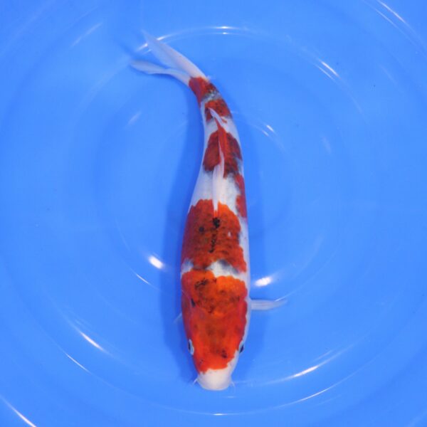 Carpe Koi japonaise Goromo 33cm