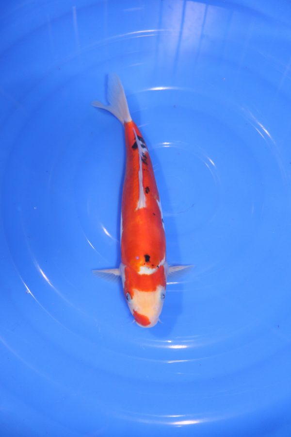 carpe koi japonaise sanke doitsu