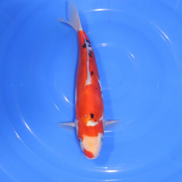 Carpe Koi japonaise Sanke Doitsu 30cm