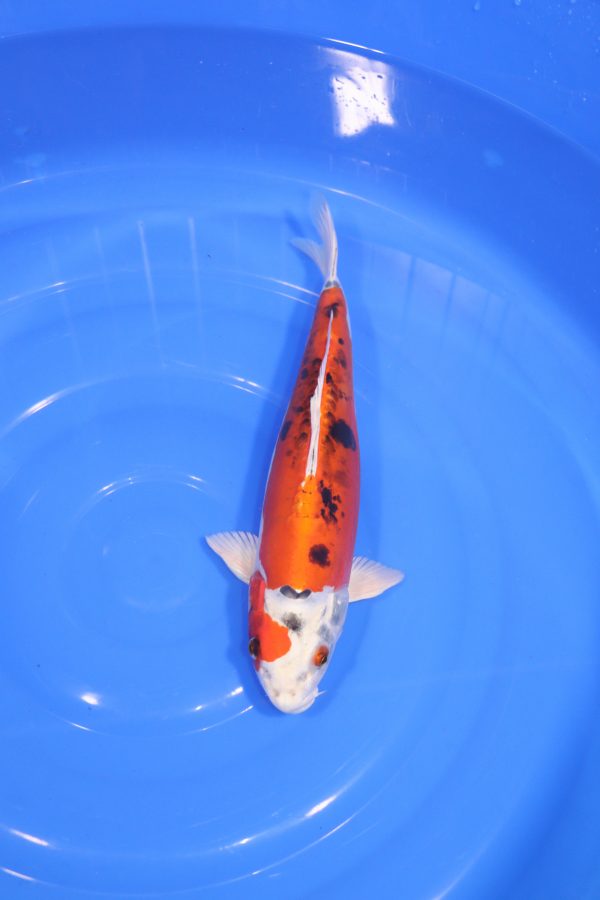 Carpe Koi japonaise yamato nishiki