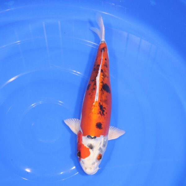 Carpe Koi japonaise Yamato Nishiki 35cm