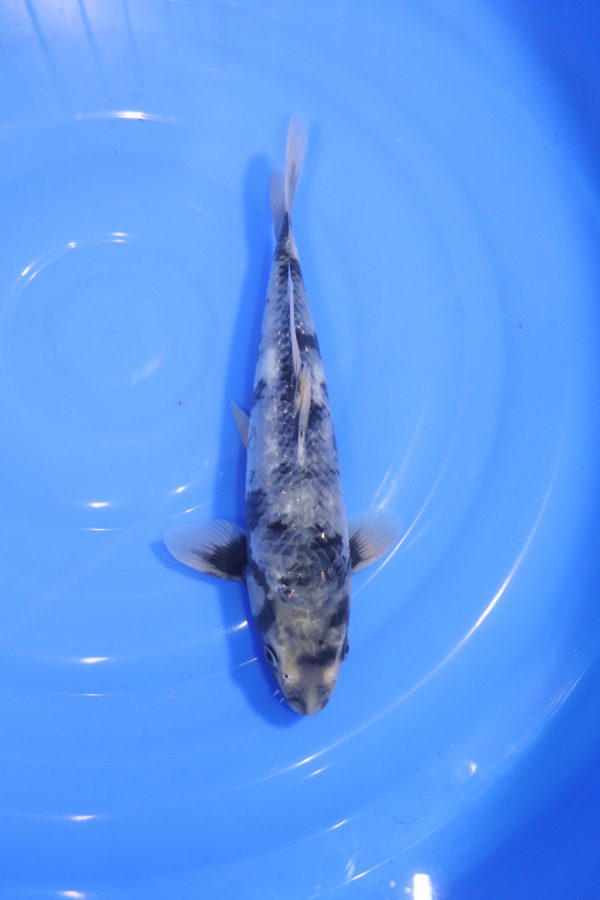 carpe koi japonaise matsukawabake