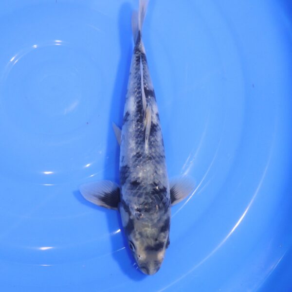 Carpe Koi japonaise Matsukawabake 31cm