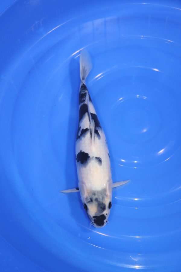 carpe koi japonaise shiro utsuri