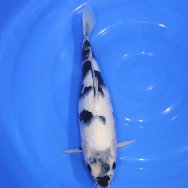 Carpe Koi japonaise Shiro Utsuri 39cm