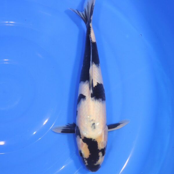 Carpe Koi japonaise Shiro Utsuri 33cm