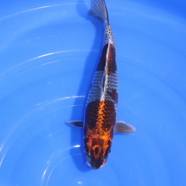 Carpe Koi japonaise Kujaku 29cm