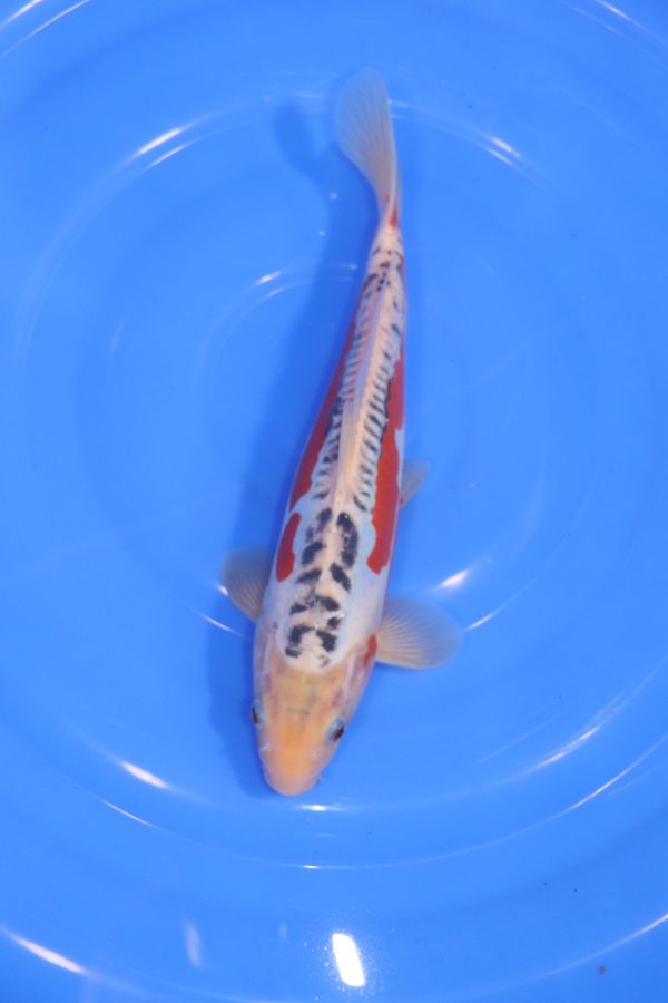 carpe koi japonaise shusui