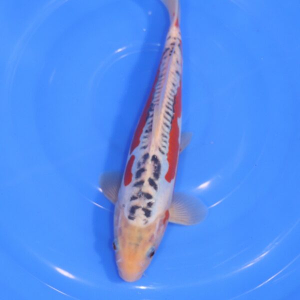 Carpe Koi japonaise Shusui 31cm