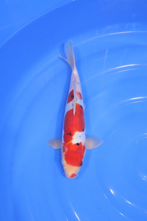 carpe koi japonaise sanke doitsu