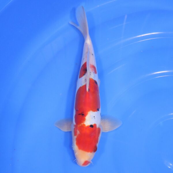 Carpe Koi japonaise Sanke Doitsu 29cm