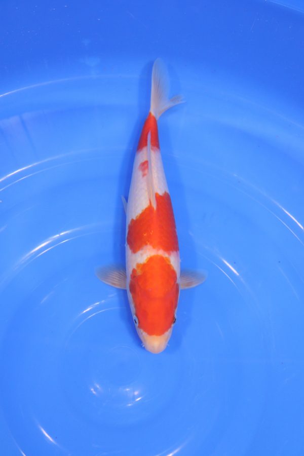carpe koi japonaise kohaku