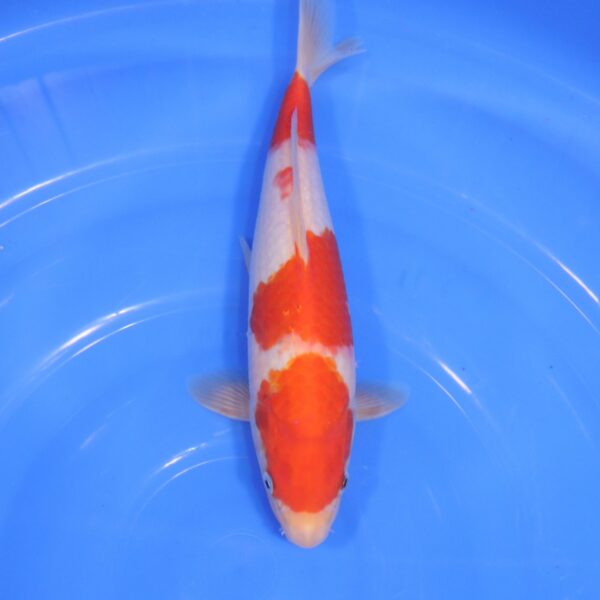 Carpe Koi japonaise Kohaku 30cm