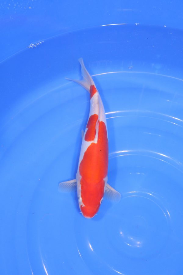 carpe koi japonaise kohaku doitsu