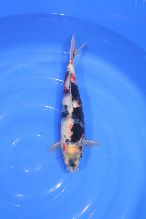 carpe koi japonaise showa