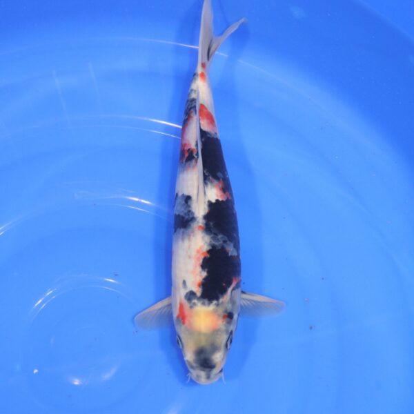 Carpe Koi japonaise Showa 36cm