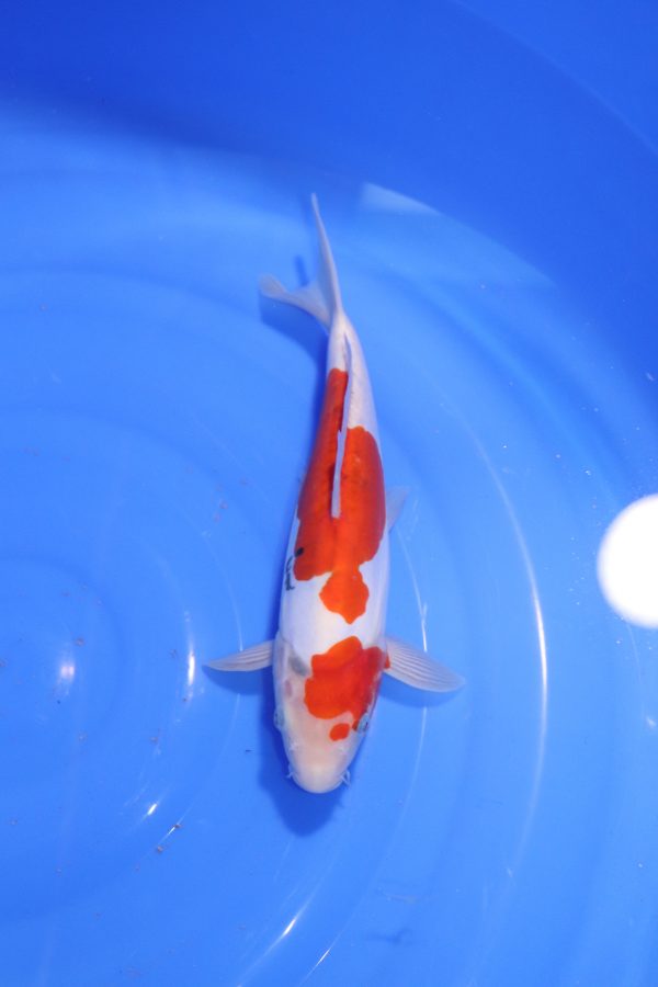 carpe koi japonaise sanke doitsu