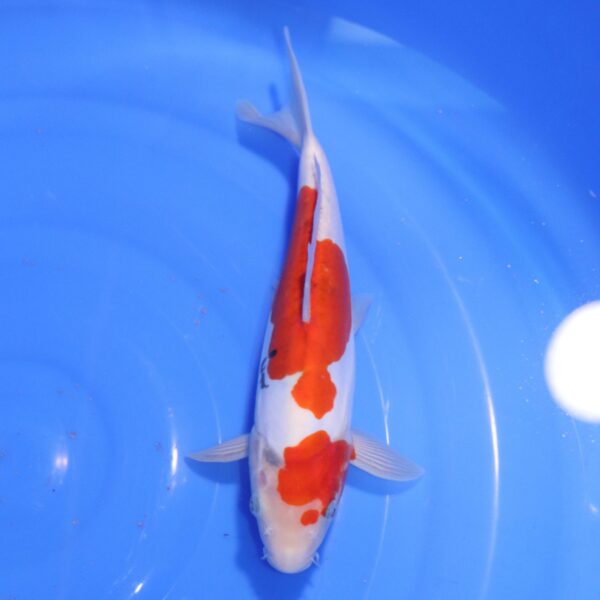Carpe Koi japonaise Sanke Doitsu 28cm