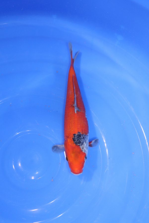 carpe koi japonaise goshiki