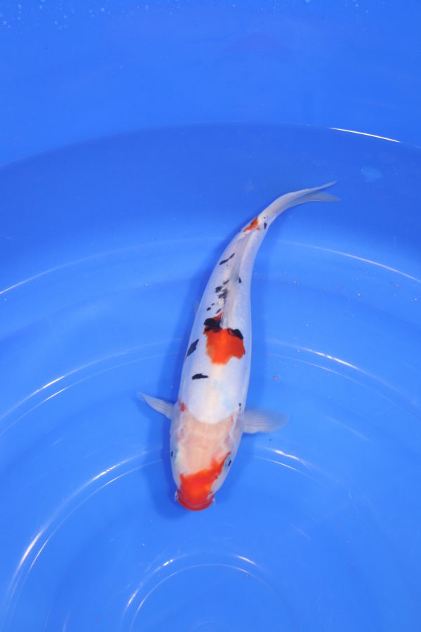 carpe koi japonaise sanke doitsu