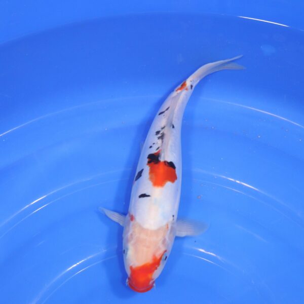 Carpe Koi japonaise Sanke Doitsu 29cm