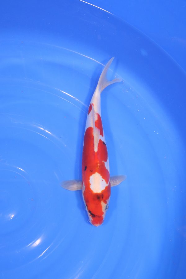 carpe koi japonaise showa doitsu