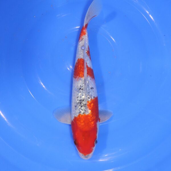 Carpe Koi japonaise Goshiki Ginrin 26cm