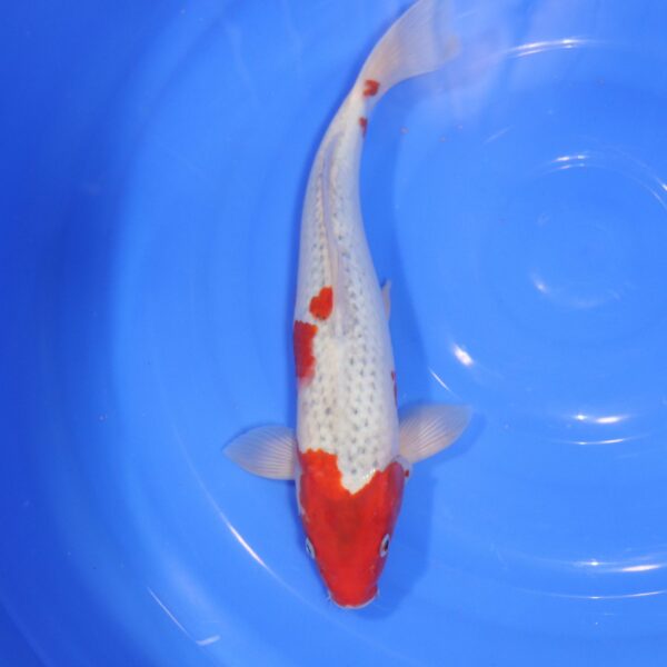 Carpe Koi japonaise Goshiki 36cm