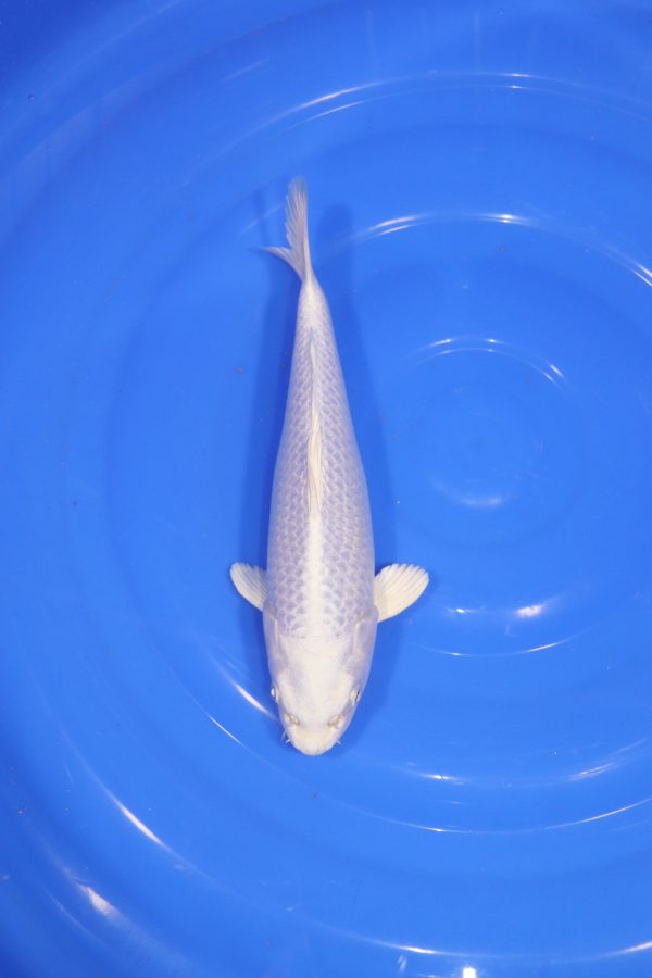 carpe koi japonaise platinum