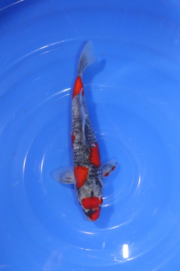 carpe koi japonaise goshiki