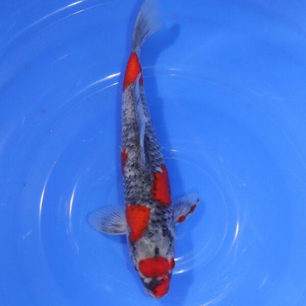 Carpe Koi japonaise Goshiki 26cm