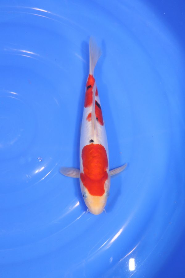 carpe koi japonaise sanke doitsu