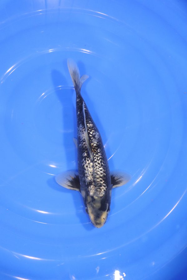 Carpe koi japonaise matsukawabake ginrin