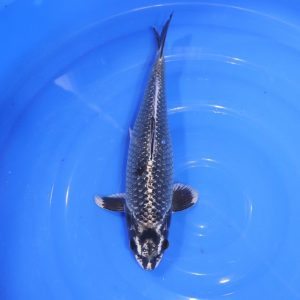 Carpe Koi japonaise Kikokuryu 35cm