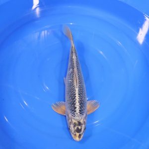 Carpe Koi japonaise Kikokuryu 40cm