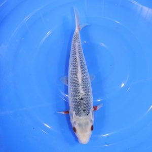 Carpe Koi japonaise Asagi 32cm