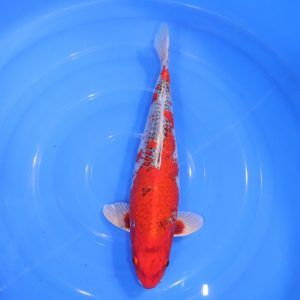 Carpe Koi japonaise Goshiki 38cm