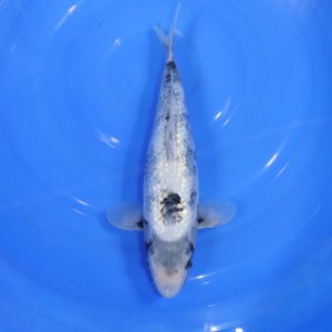 Carpe Koi japonaise Matsukawabake 32cm