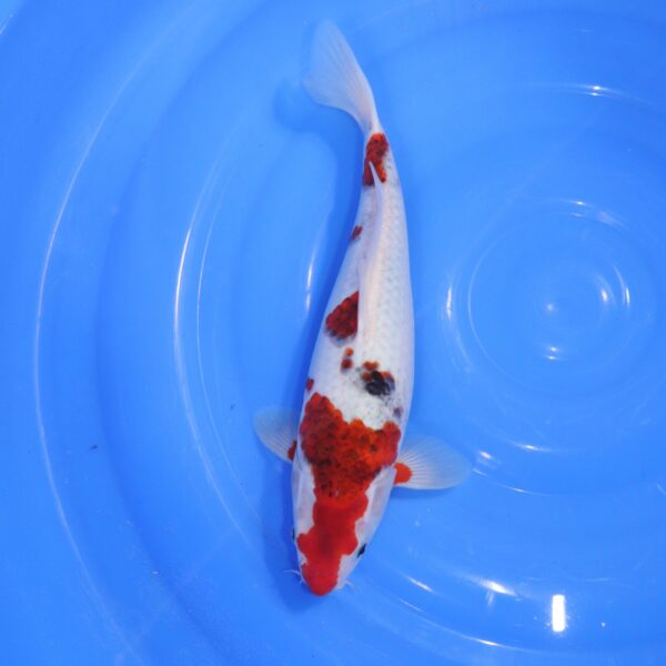 Carpe Koi japonaise Goromo 33cm