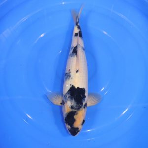Carpe Koi japonaise Shiro Utsuri 36cm