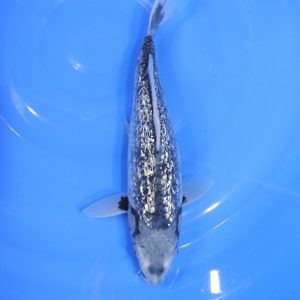Carpe Koi japonaise Matsukawabake 25cm