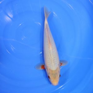Carpe Koi japonaise Asagi 31cm