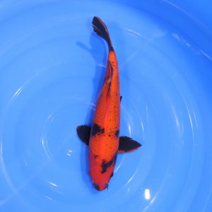 Carpe Koi japonaise Hi Utsuri 29cm