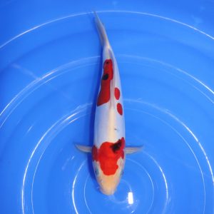 Carpe Koi japonaise sanke doitsu 30cm